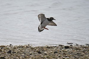 Turnstone, Ruddy, 2018-05294916 Chincoteague NWR, VA